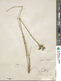 Juncus canadensis image