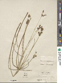 Juncus canadensis image