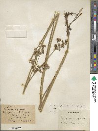 Juncus canadensis image