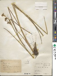 Juncus canadensis image