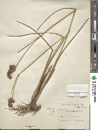 Juncus canadensis image