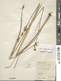 Juncus canadensis image