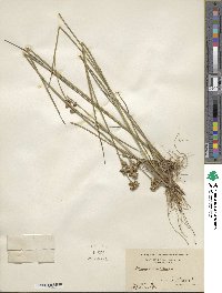 Juncus canadensis image