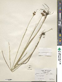 Juncus canadensis image