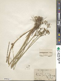 Juncus canadensis image