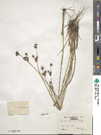 Juncus canadensis image