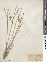 Juncus canadensis image