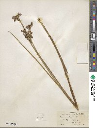 Juncus canadensis image