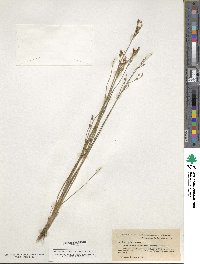 Juncus canadensis image