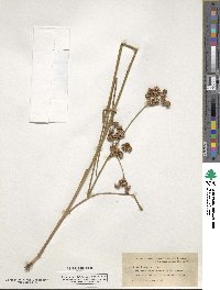 Juncus canadensis image