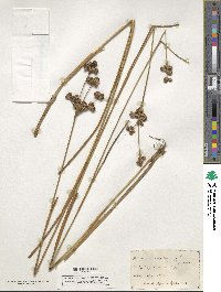 Juncus canadensis image