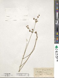 Juncus canadensis image