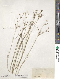 Juncus canadensis image