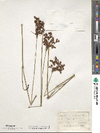 Juncus canadensis image