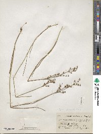 Juncus canadensis image