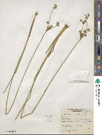 Juncus canadensis image