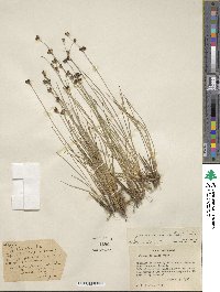 Image of Juncus covillei