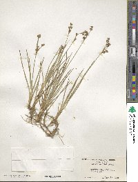 Juncus covillei image