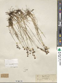 Juncus covillei image