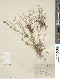 Juncus covillei image