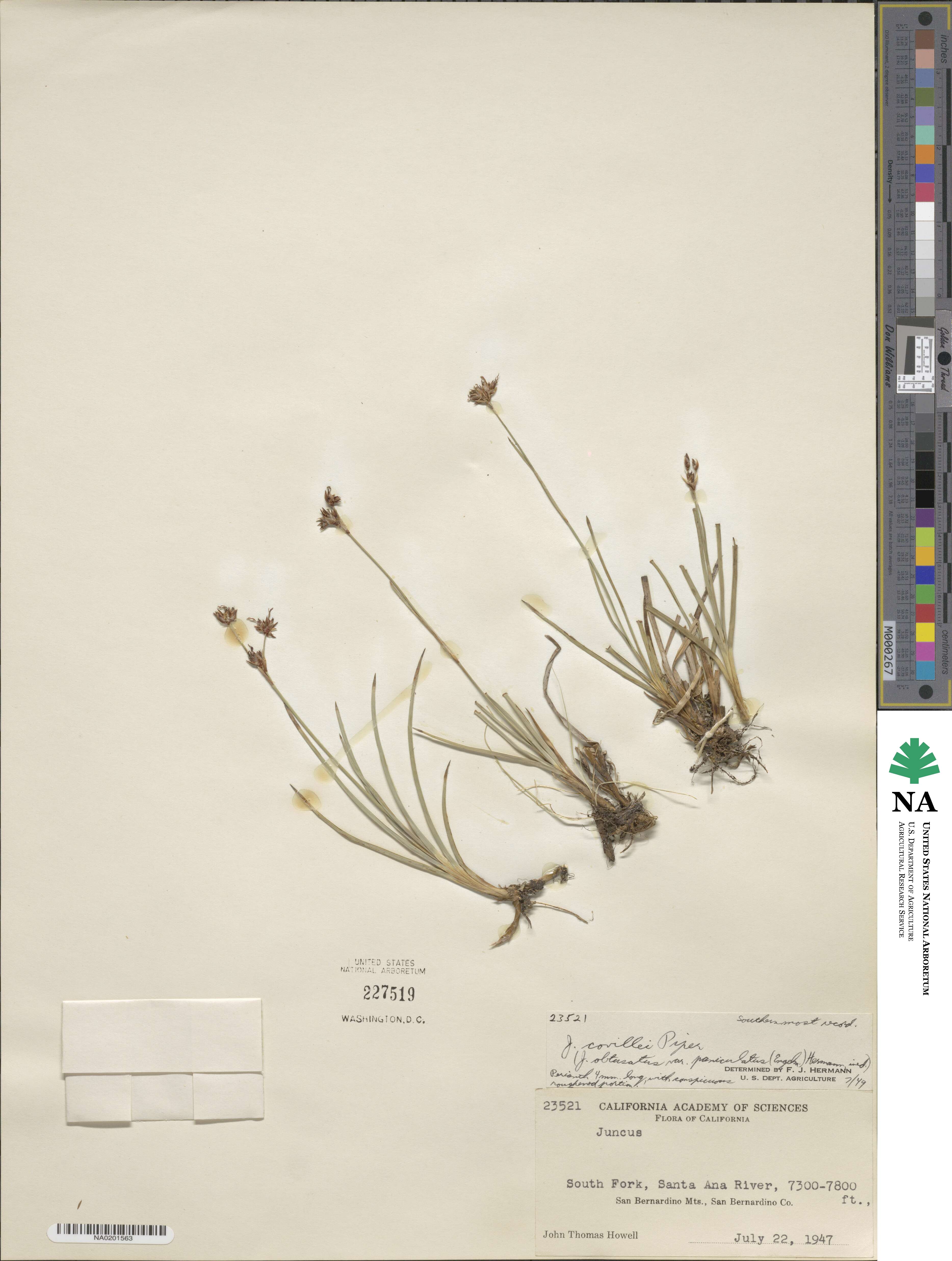 Juncus covillei image