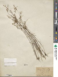 Juncus debilis image