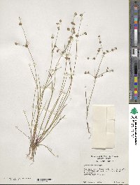 Juncus debilis image