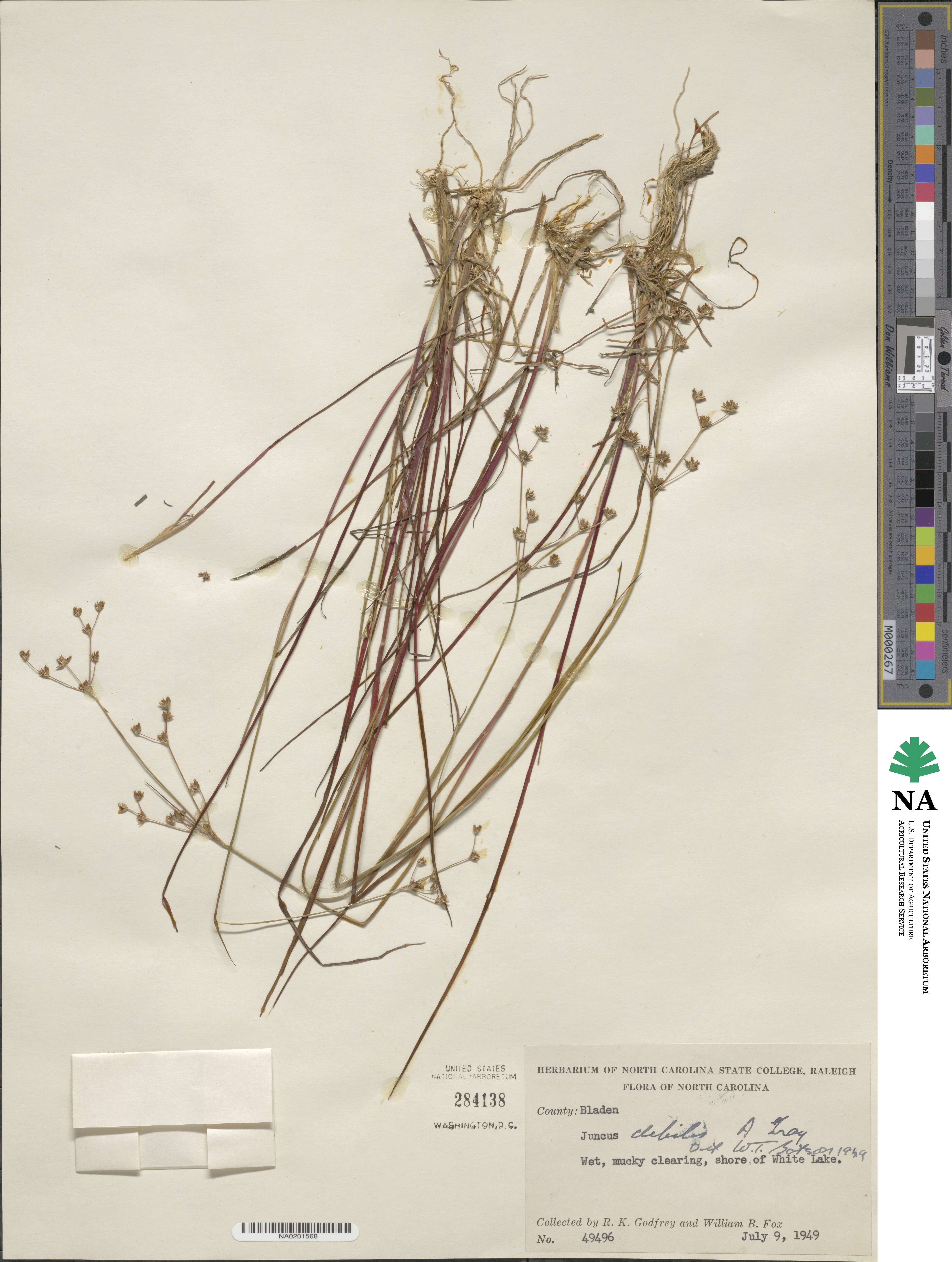 Juncus debilis image