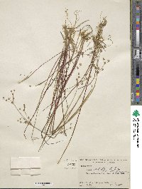 Juncus debilis image