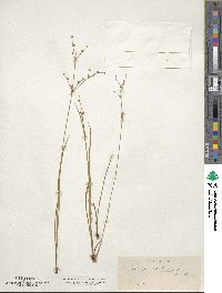 Juncus debilis image