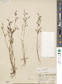 Juncus debilis image