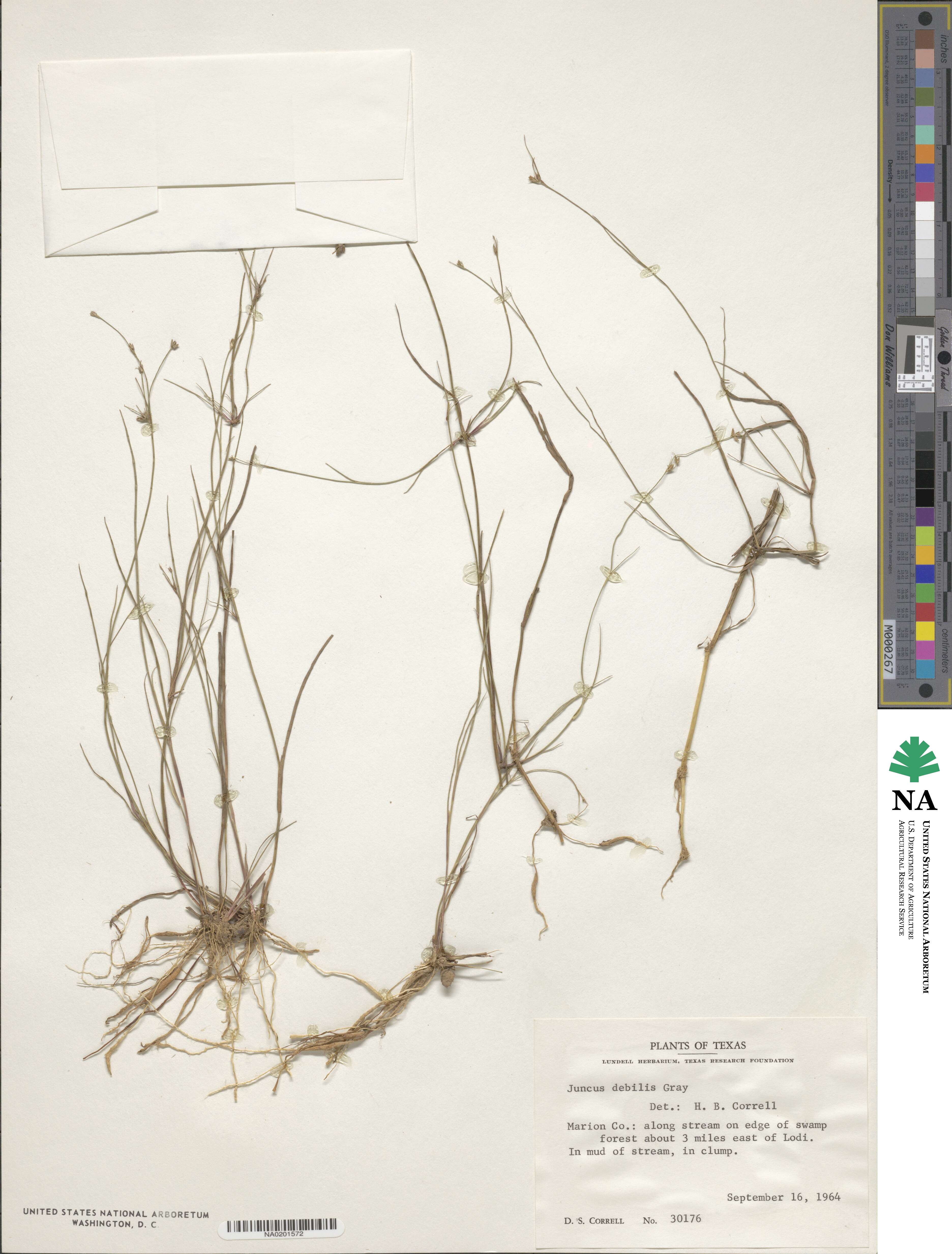 Juncus debilis image