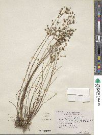 Juncus debilis image