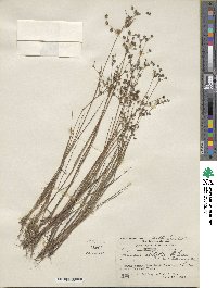 Juncus debilis image