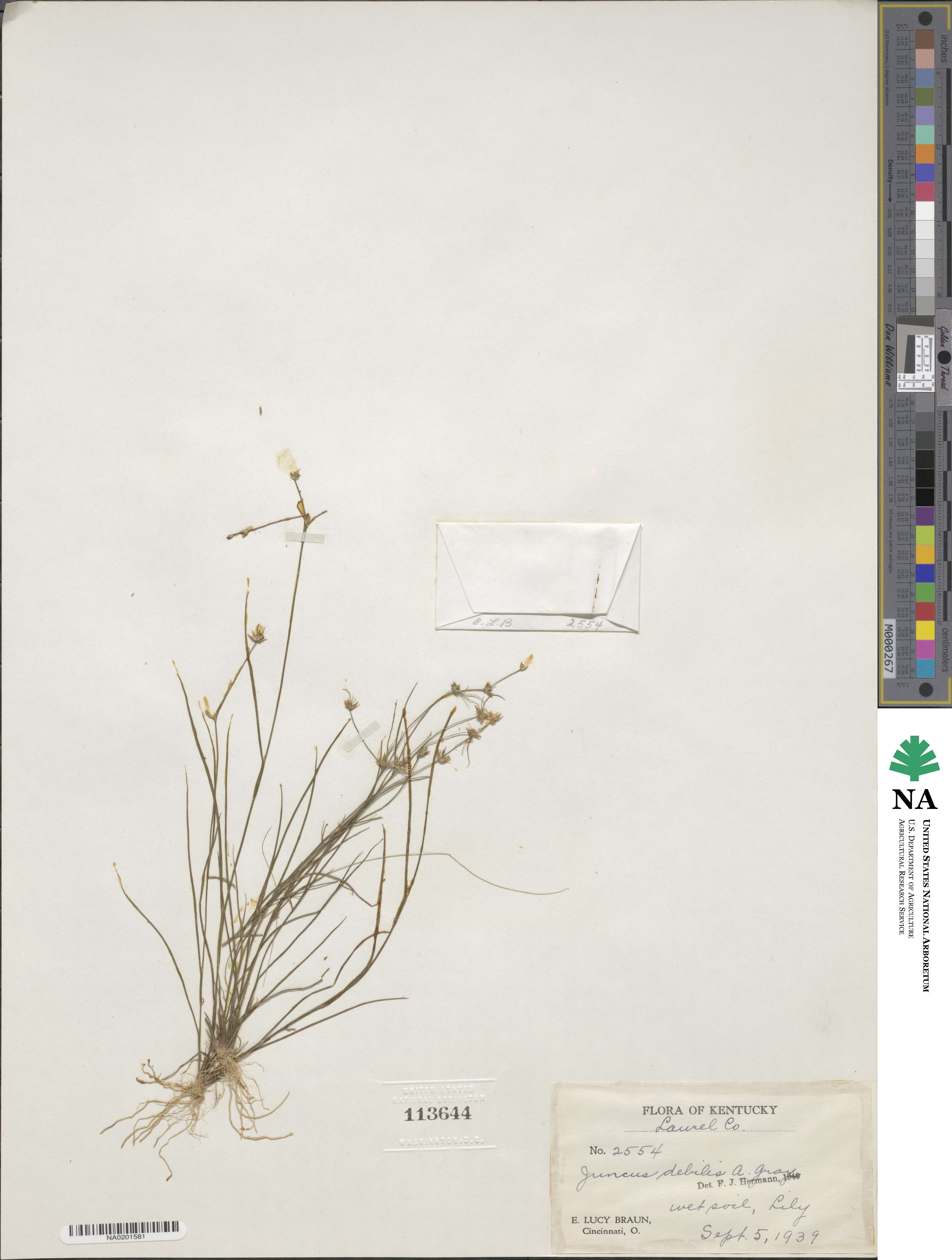 Juncus debilis image