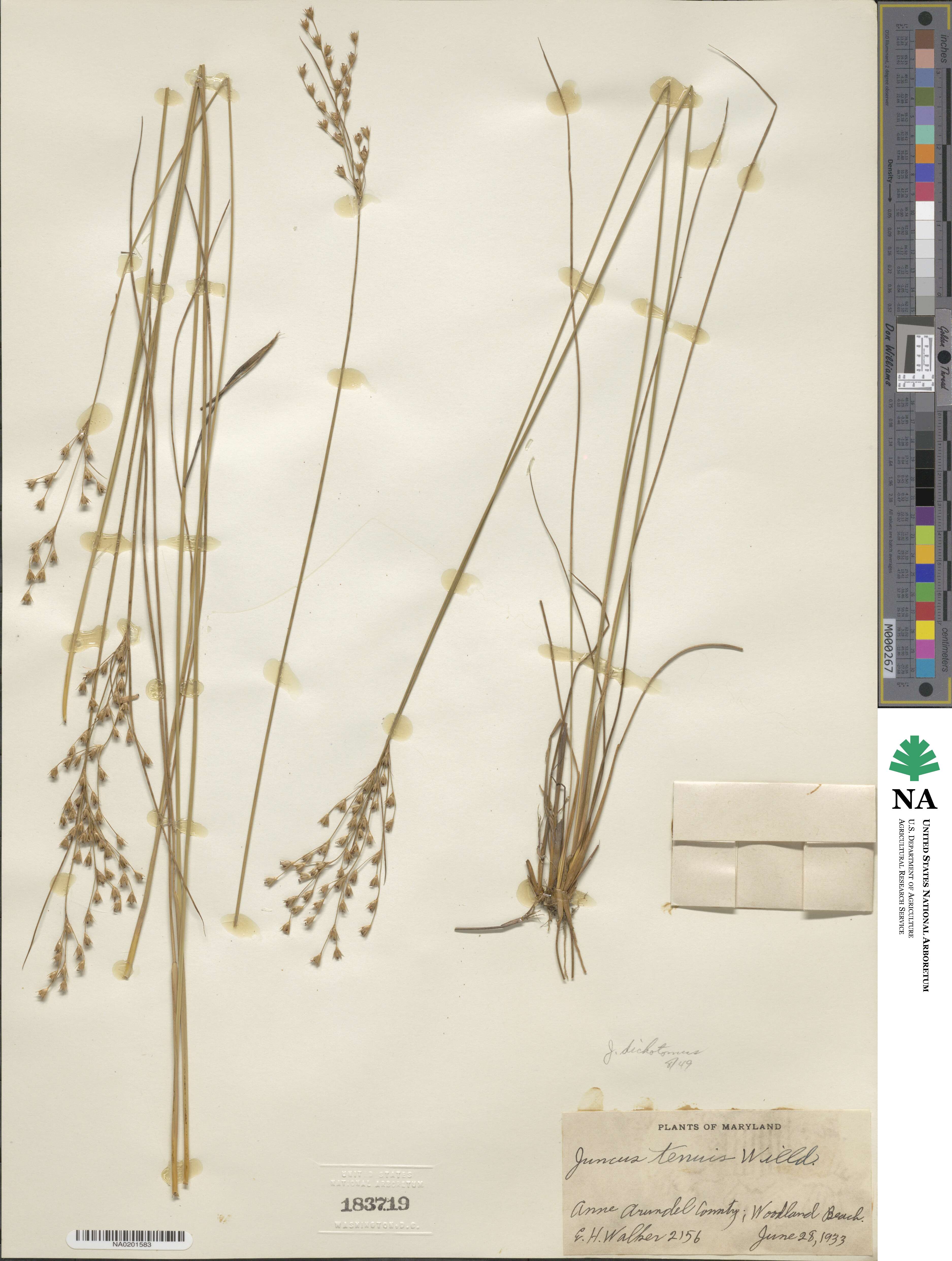 Juncus dichotomus image