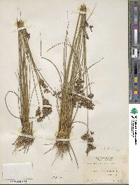 Juncus dichotomus image