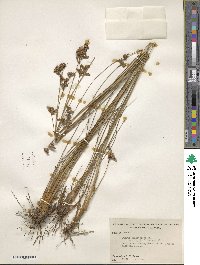 Juncus dichotomus image