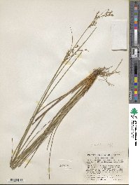 Juncus dichotomus image