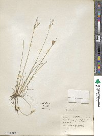 Juncus dichotomus image