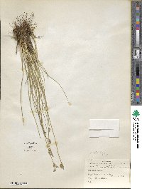 Juncus dichotomus image