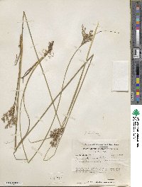 Juncus dichotomus image