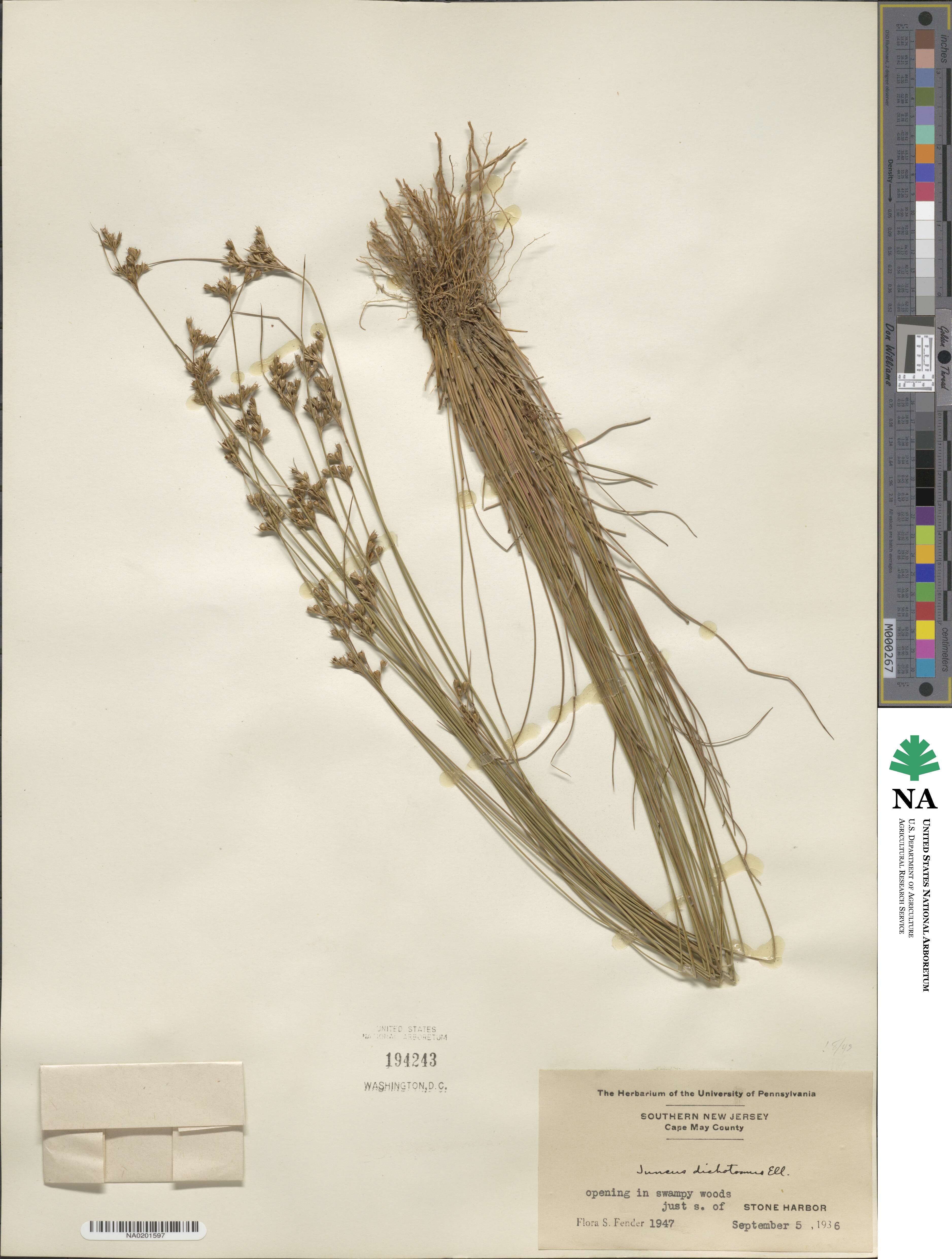 Juncus dichotomus image