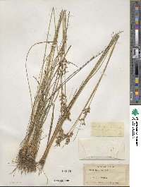 Juncus dichotomus image