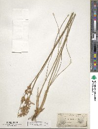 Juncus dichotomus image