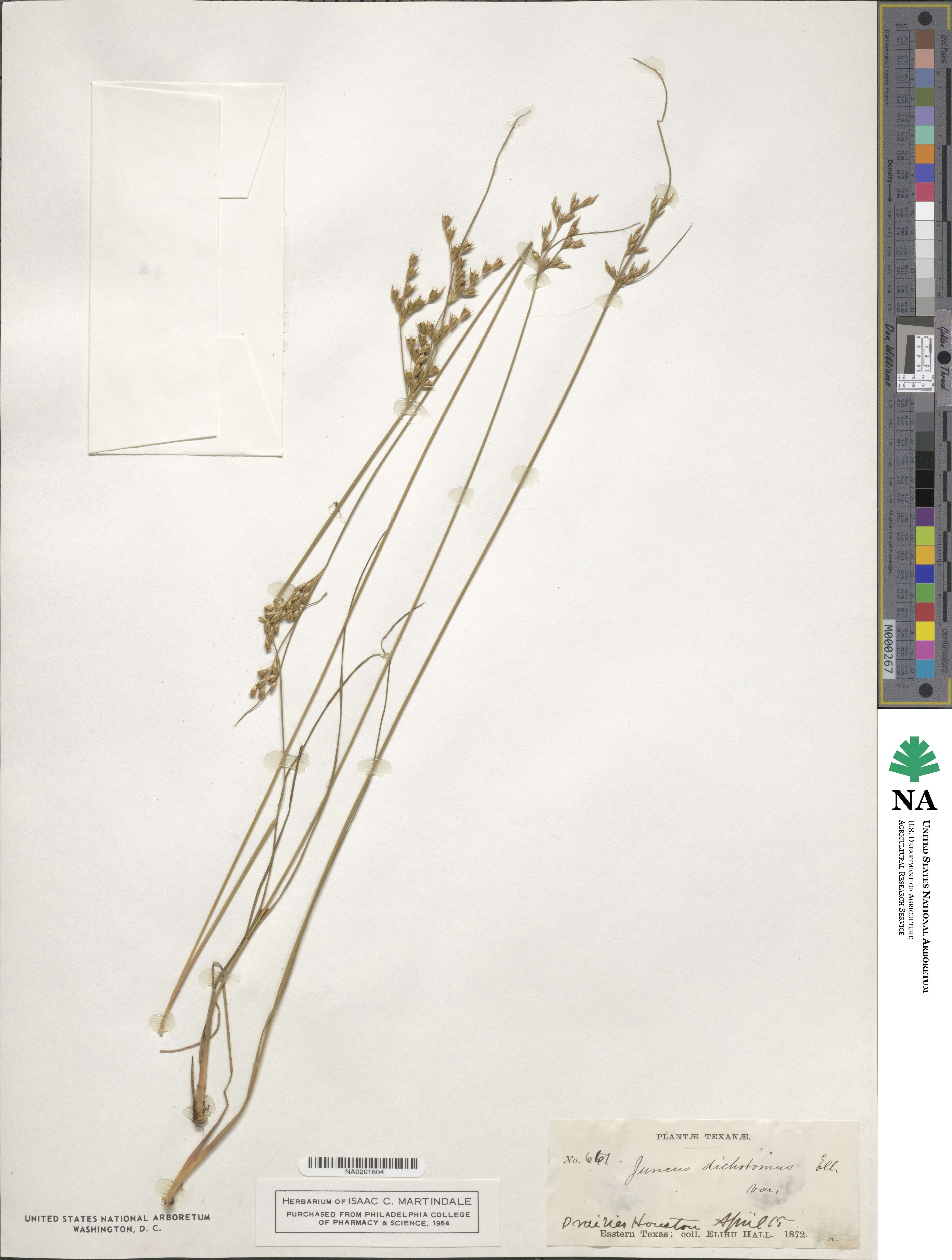 Juncus dichotomus image