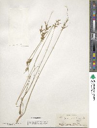 Juncus dichotomus image