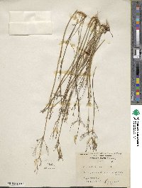 Juncus dichotomus image