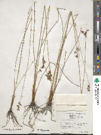 Juncus dichotomus image