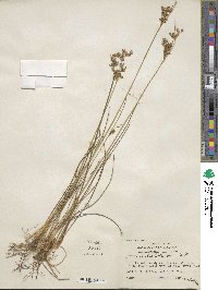 Juncus dichotomus image